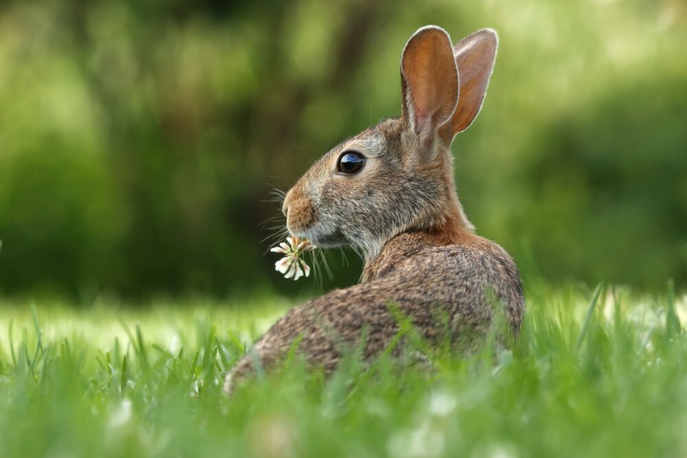 Easter