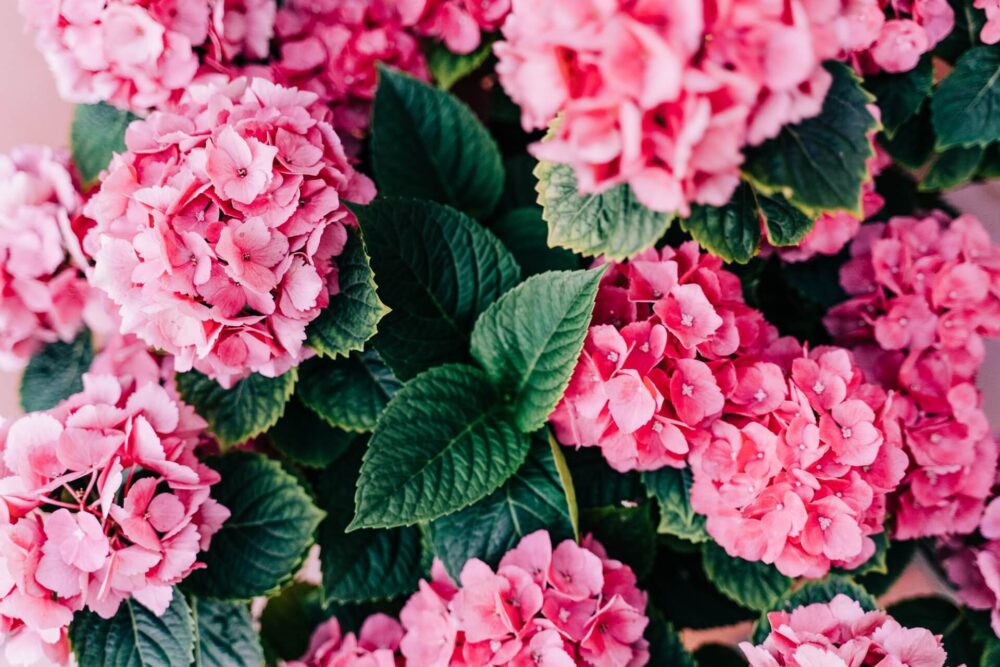 June Events at Groveland Park