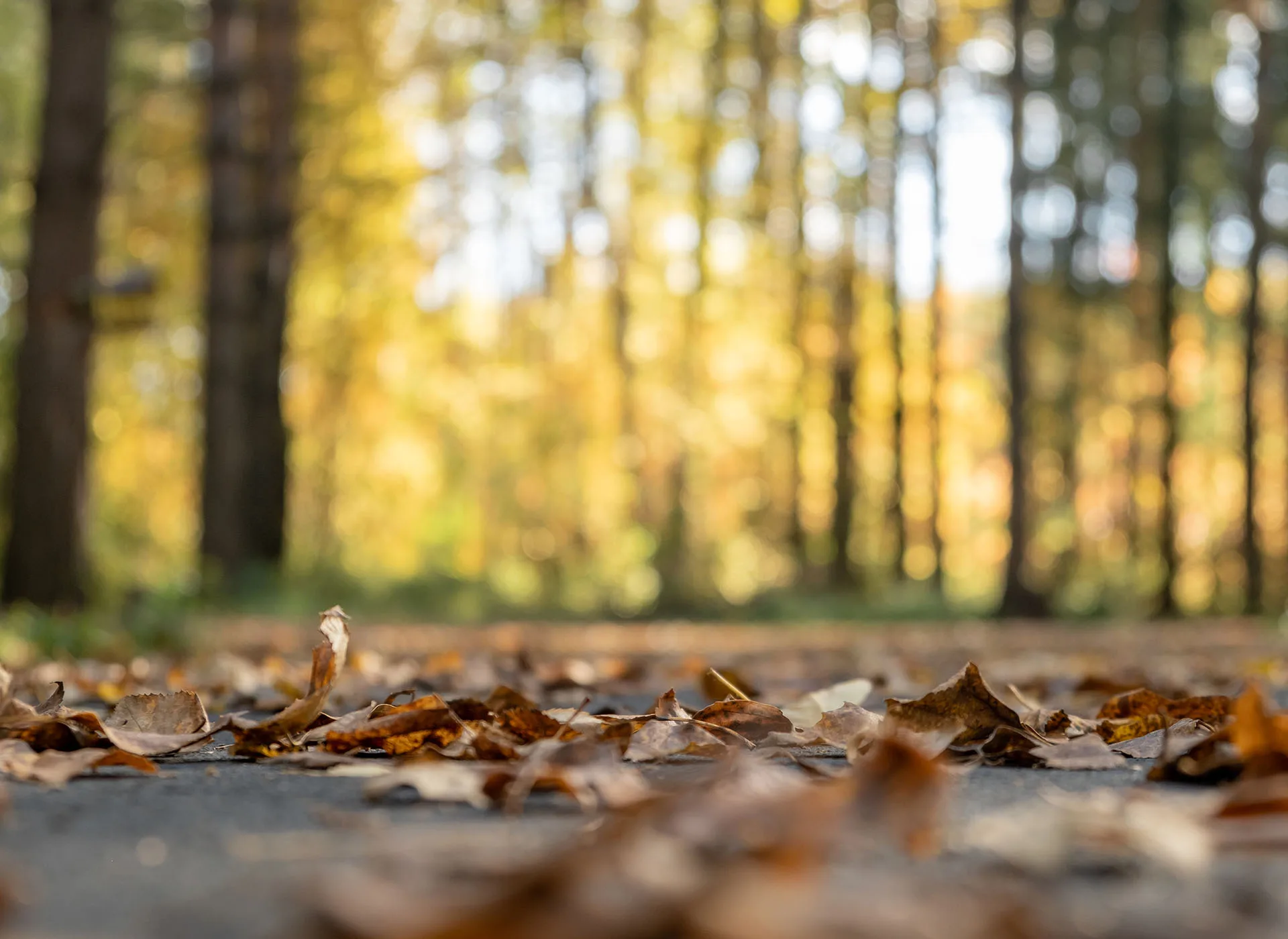 November at Groveland Park